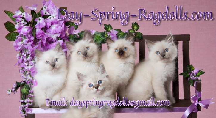 Day Spring Ragdolls Link back banner