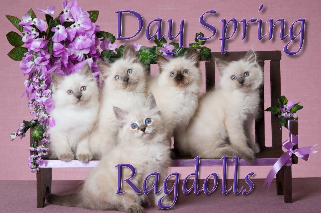 Day Spring Ragdolls