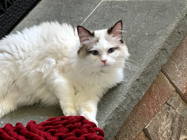 Ragdoll Queen Northern CA