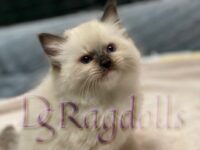 Available Ragdoll Kitten San Francisco CA