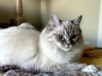 Available Ragdoll Kitten San Francisco CA