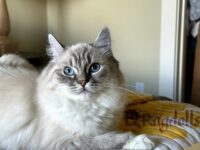 Available Ragdoll Kitten San Francisco CA