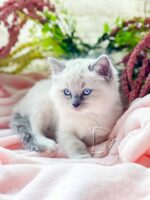 Available Ragdoll Kitten San Francisco CA