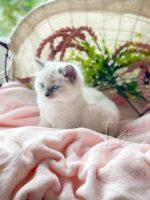 Available Ragdoll Kitten San Francisco CA