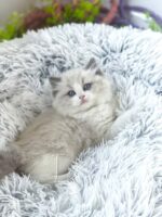 Available Ragdoll Kitten San Francisco CA