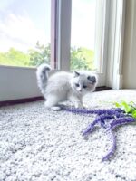 Available Ragdoll Kitten San Francisco CA