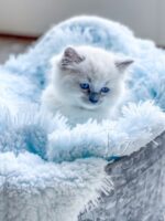 Available Ragdoll Kitten San Francisco CA