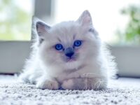 Available Ragdoll Kitten San Francisco CA