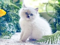 Available Ragdoll Kitten San Francisco CA