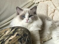 Available Ragdoll Kitten San Francisco CA
