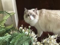 Available Ragdoll Kitten San Francisco CA