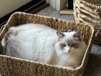 Available Ragdoll Kitten San Francisco CA
