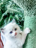 Available Ragdoll Kitten San Francisco CA