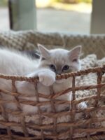 Available Ragdoll Kitten San Francisco CA