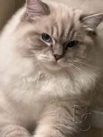 Available Ragdoll Kitten San Francisco CA