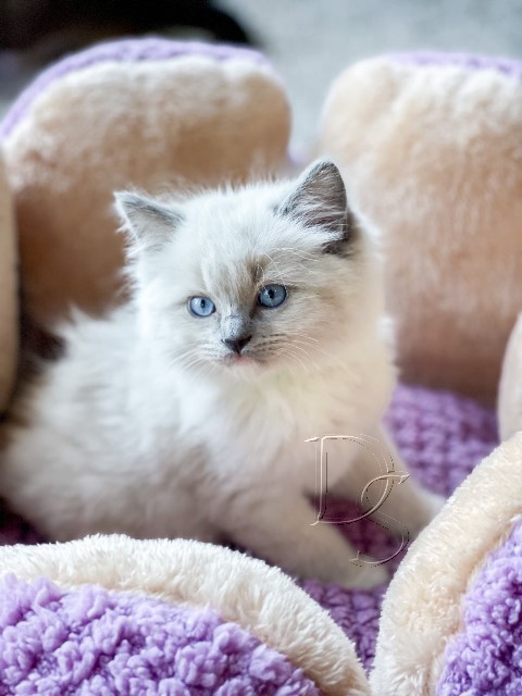 Available Ragdoll Kitten San Francisco CA