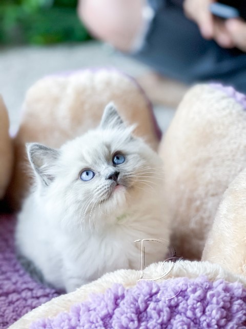 Available Ragdoll Kitten San Francisco CA