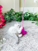 Available Ragdoll Kitten San Francisco CA