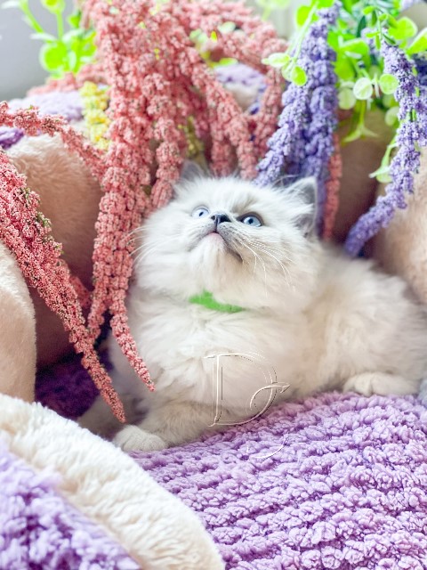 Available Ragdoll Kitten San Francisco CA