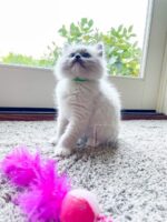 Available Ragdoll Kitten San Francisco CA