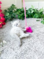 Available Ragdoll Kitten San Francisco CA