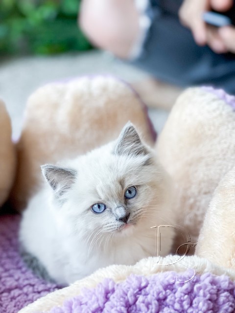 Available Ragdoll Kitten San Francisco CA