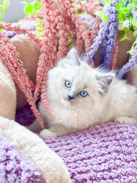 Available Ragdoll Kitten San Francisco CA