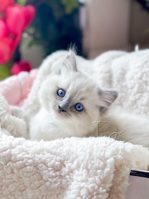 Available Ragdoll Kitten San Francisco CA