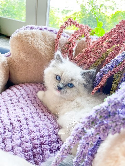 Available Ragdoll Kitten San Francisco CA