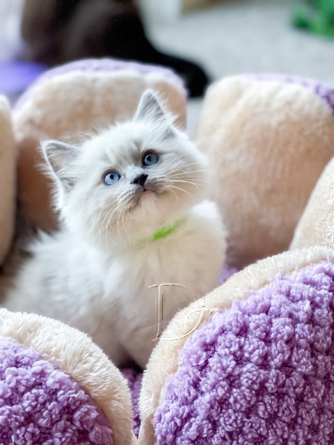 Available Ragdoll Kitten San Francisco CA