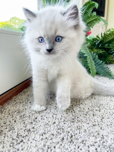 Available Ragdoll Kitten San Francisco CA