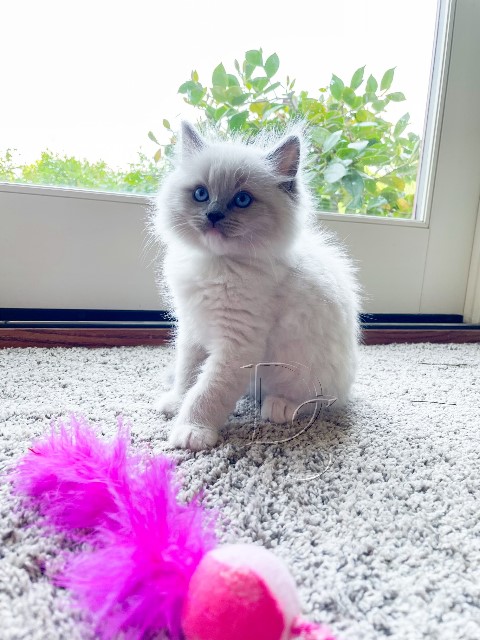 Available Ragdoll Kitten San Francisco CA