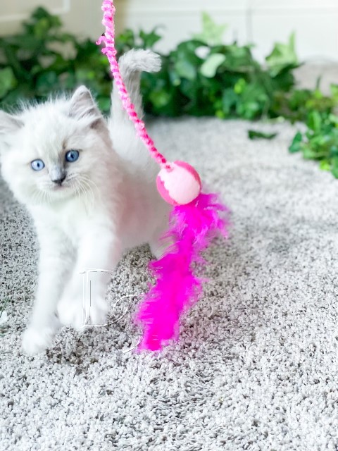 Available Ragdoll Kitten San Francisco CA