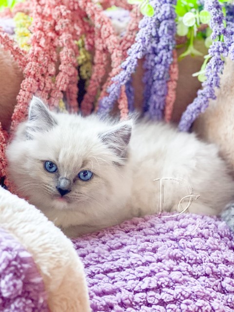 Available Ragdoll Kitten San Francisco CA