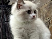 Available Ragdoll Kitten San Francisco CA