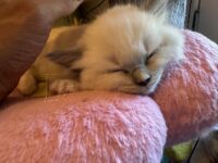 Available Ragdoll Kitten San Francisco CA