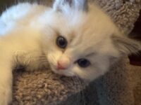 Available Ragdoll Kitten San Francisco CA