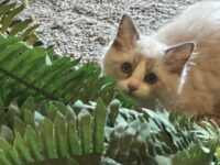 Available Ragdoll Kitten San Francisco CA