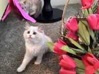 Available Ragdoll Kitten San Francisco CA