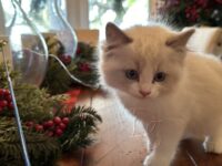 Available Ragdoll Kitten San Francisco CA