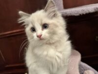 Available Ragdoll Kitten San Francisco CA