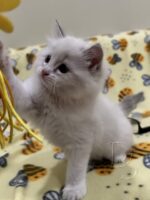 Available Ragdoll Kitten San Francisco CA