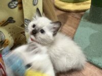 Available Ragdoll Kitten San Francisco CA