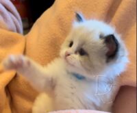 Available Ragdoll Kitten San Francisco CA