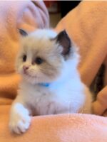 Available Ragdoll Kitten San Francisco CA