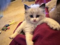 Available Ragdoll Kitten San Francisco CA