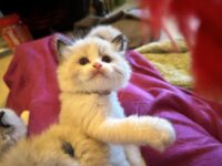 Available Ragdoll Kitten San Francisco CA