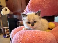 Available Ragdoll Kitten San Francisco CA