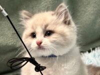 Available Ragdoll Kitten San Francisco CA