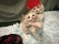 Available Ragdoll Kitten San Francisco CA